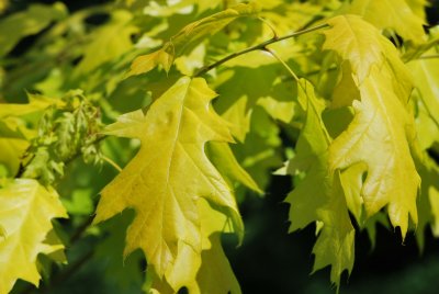 Quercus rubra 'Aurea' - dub červený 'Aurea' - jarní listy - (51)